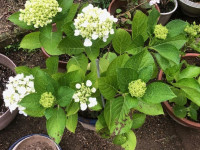 thumbnail_IMG_5488